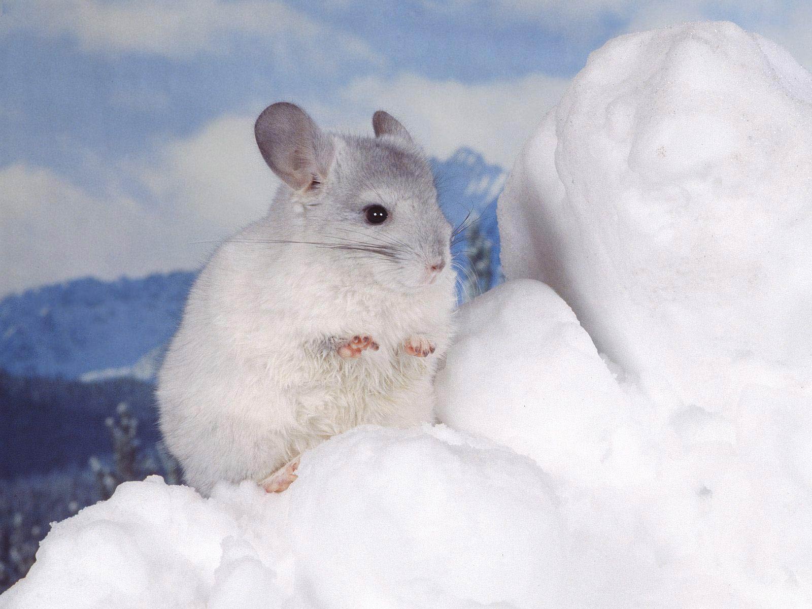 free Chinchilla wallpaper wallpapers download