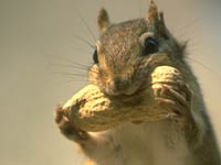 Chipmunk image