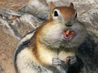 Chipmunk image