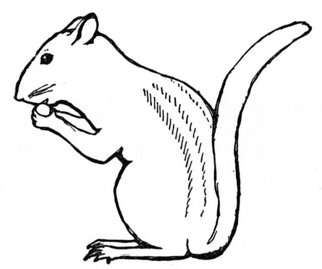 free Chipmunk coloring page