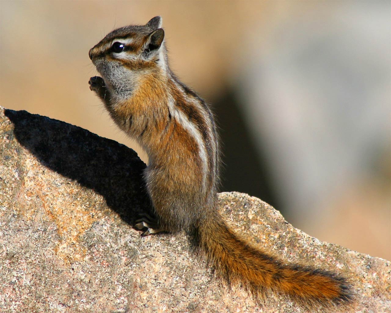 free Chipmunk wallpaper wallpapers download