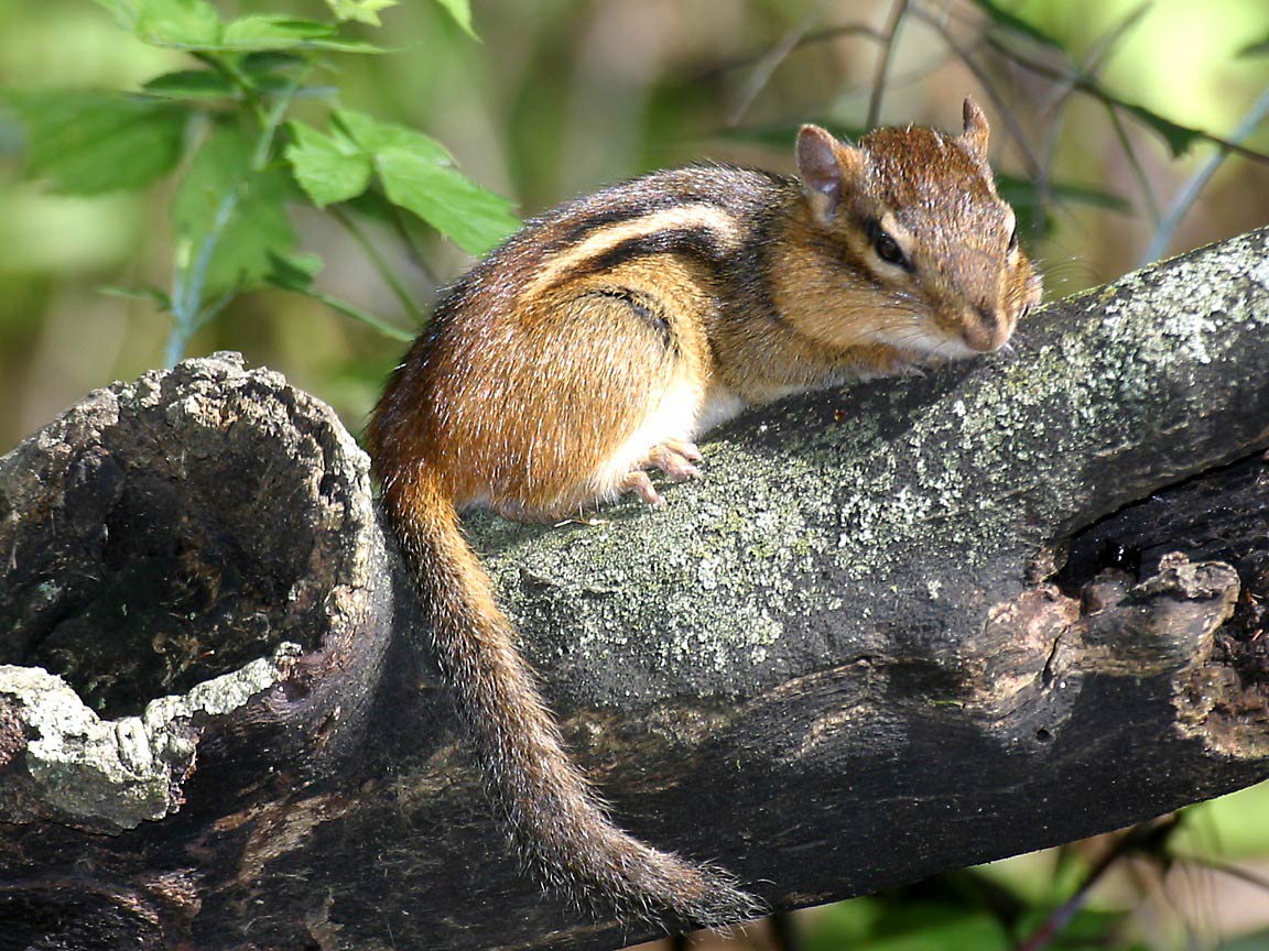 free Chipmunk wallpaper wallpapers download