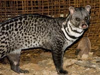 Civet image