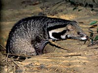 Civet image