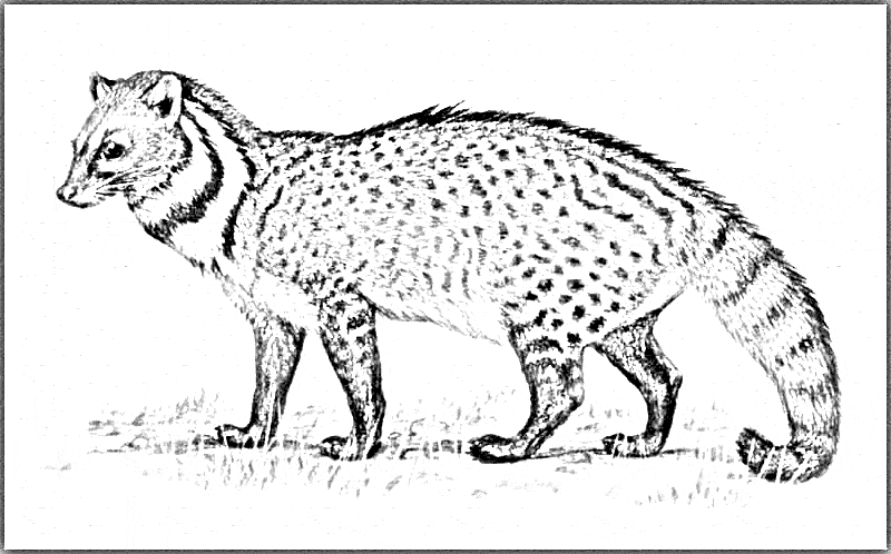 free Civet coloring page