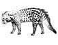 Civet coloring page