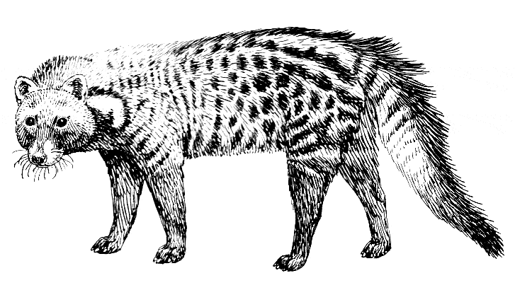 free Civet coloring page