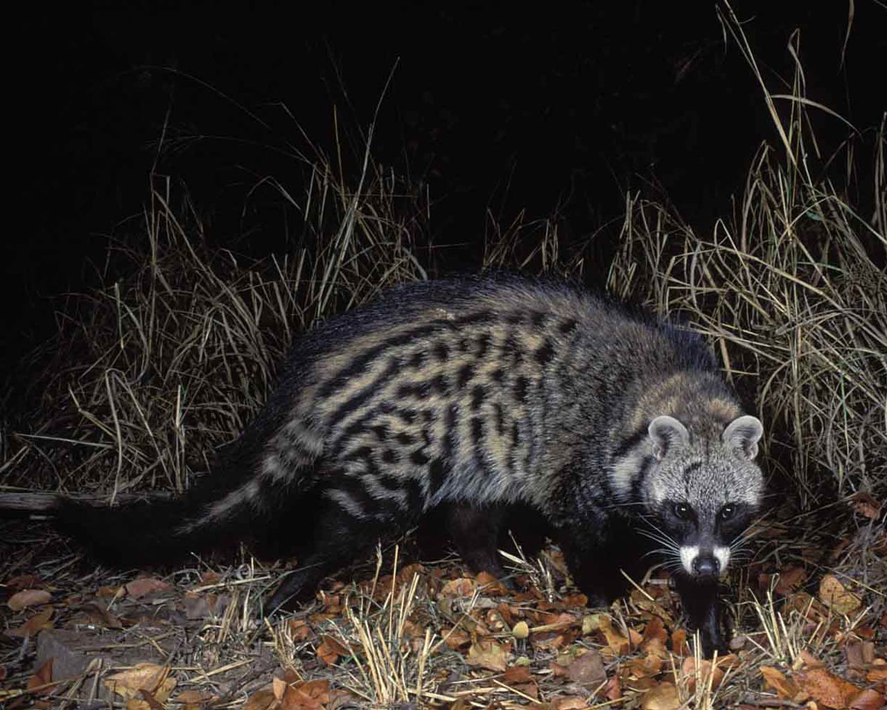 free Civet wallpaper wallpapers download