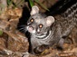 Civet wallpaper