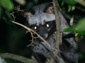 Civet wallpaper