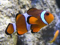 Clownfish image