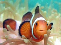 Clownfish picture