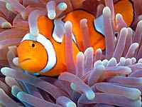 Clownfish image