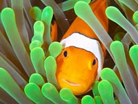 Clownfish picture