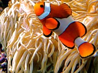 Clownfish image