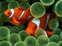 Clownfish image