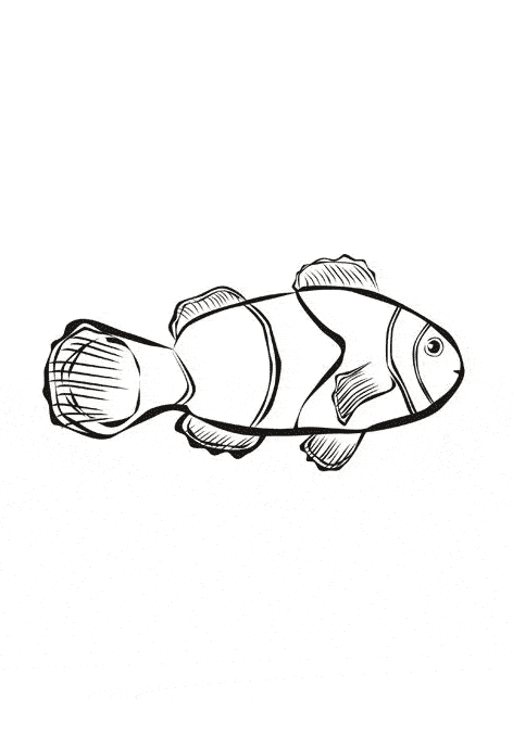 free Clownfish coloring page