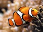 Clownfish wallpaper