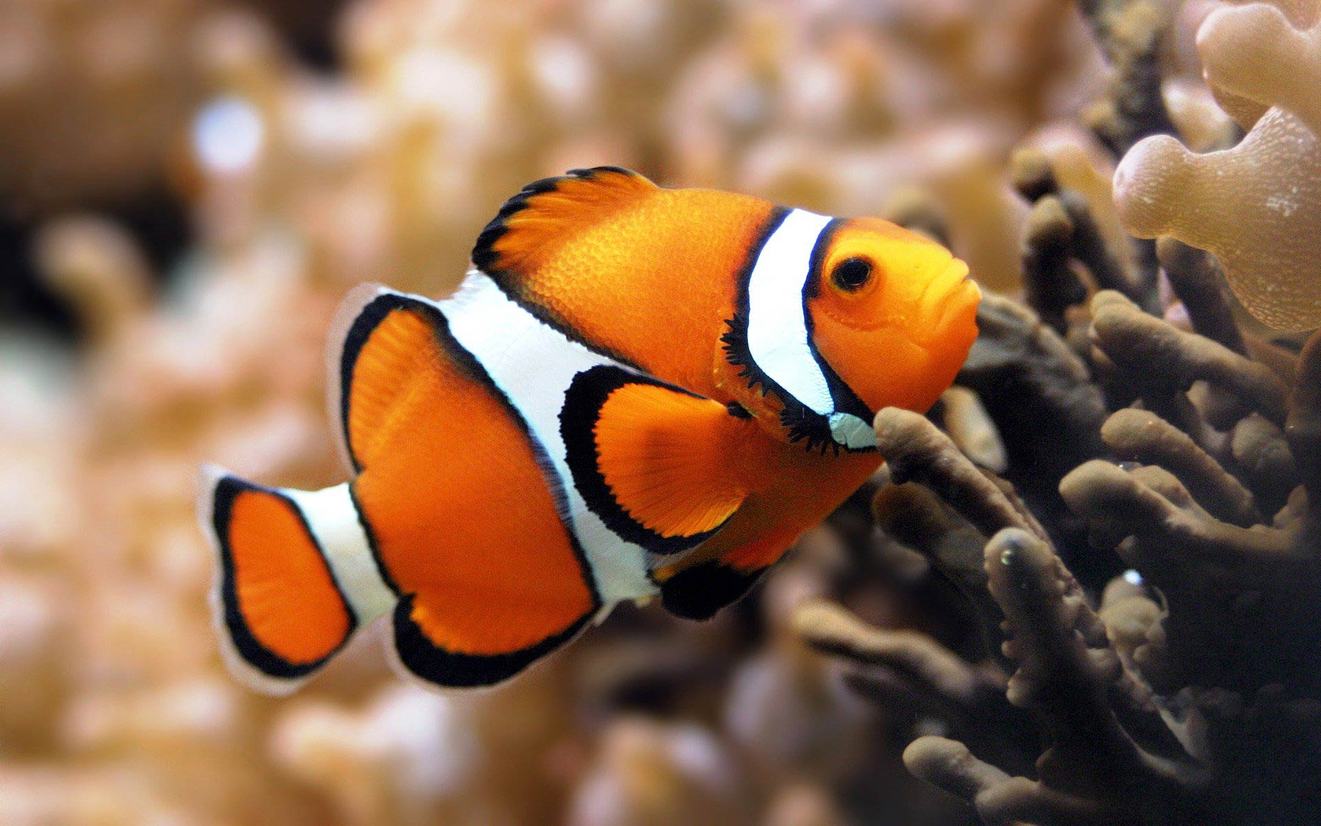 free Clownfish wallpaper wallpapers download