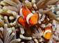 Clownfish wallpaper