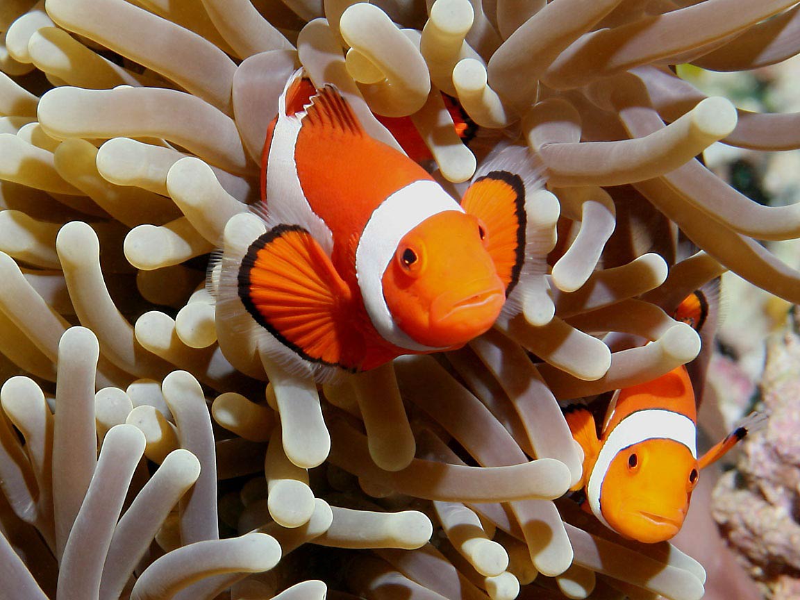 free Clownfish wallpaper wallpapers download