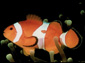 Clownfish wallpaper