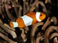 clownfish wallpaper