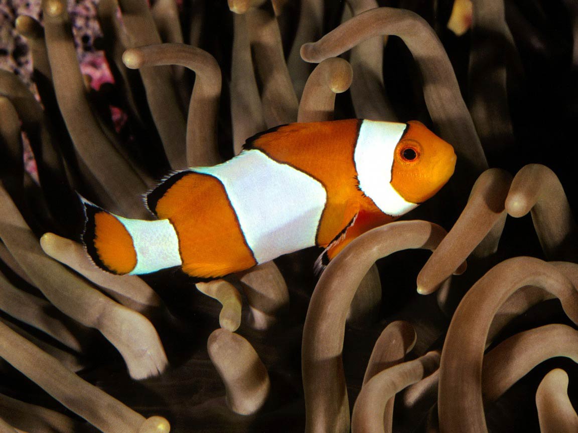 free Clownfish wallpaper wallpapers and background