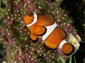 free clownfish wallpaper