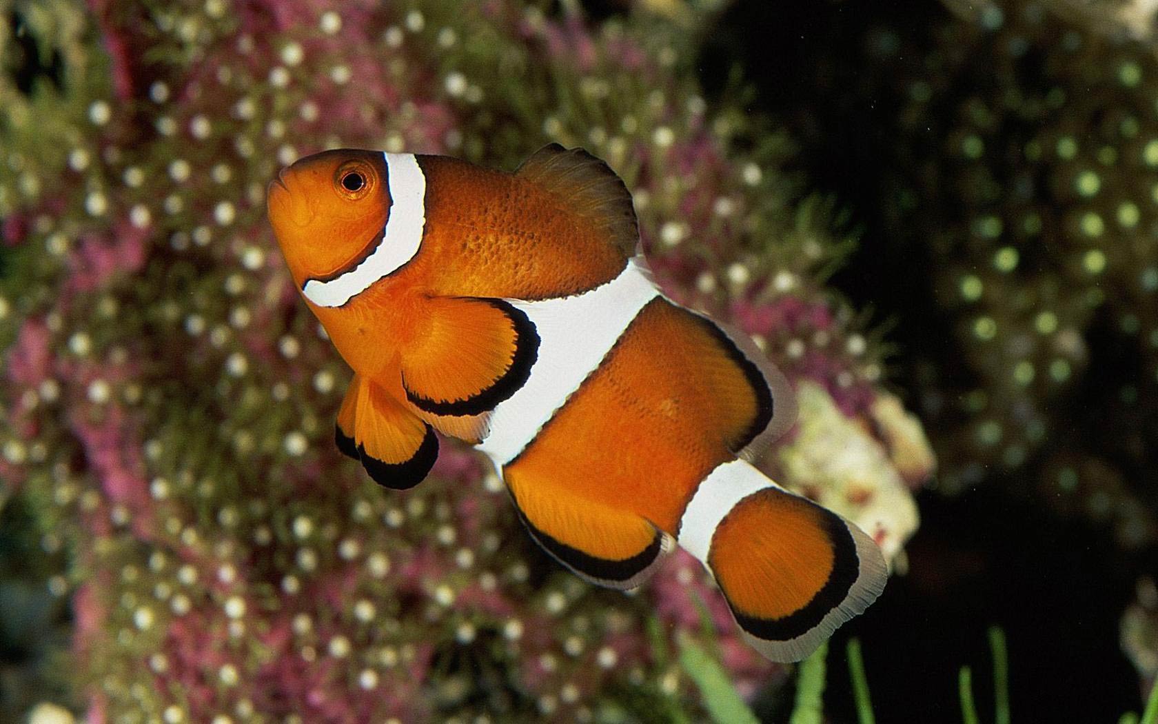 free Clownfish wallpaper wallpapers download