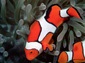 Clownfish wallpaper