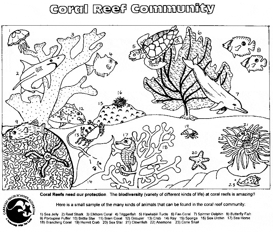 free Cnidarian coloring page picture sheet