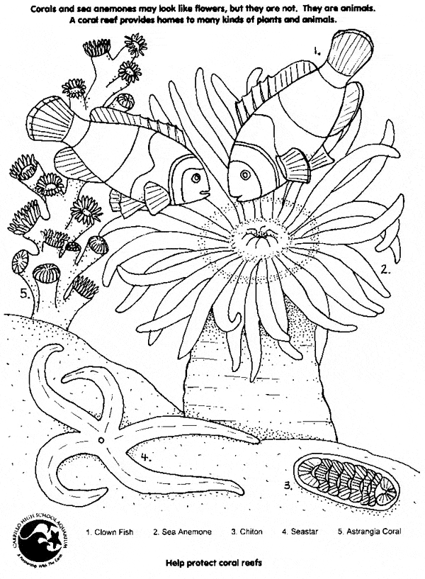 free Cnidarian coloring page picture sheet