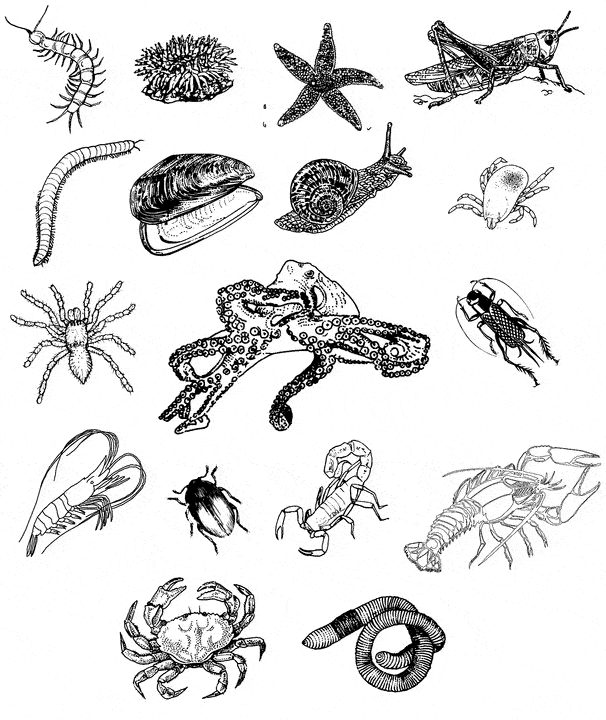 free Cnidarian coloring page picture sheet