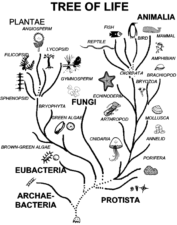 free Cnidarian coloring page picture sheet