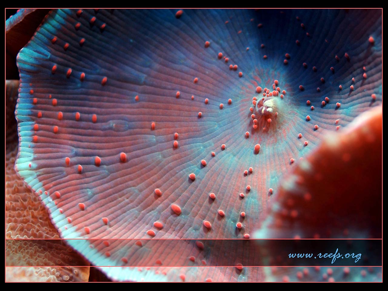 free Cnidarian wallpaper wallpapers download