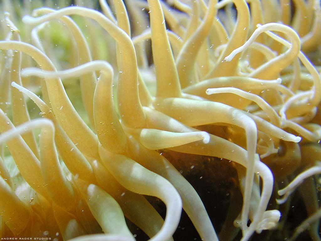 free Cnidarian wallpaper wallpapers and background