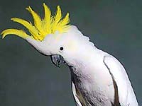 Cockatoo image