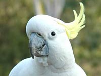 Cockatoo image