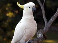 Cockatoo image