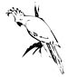 Cockatoo coloring page