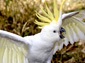 cockatoo