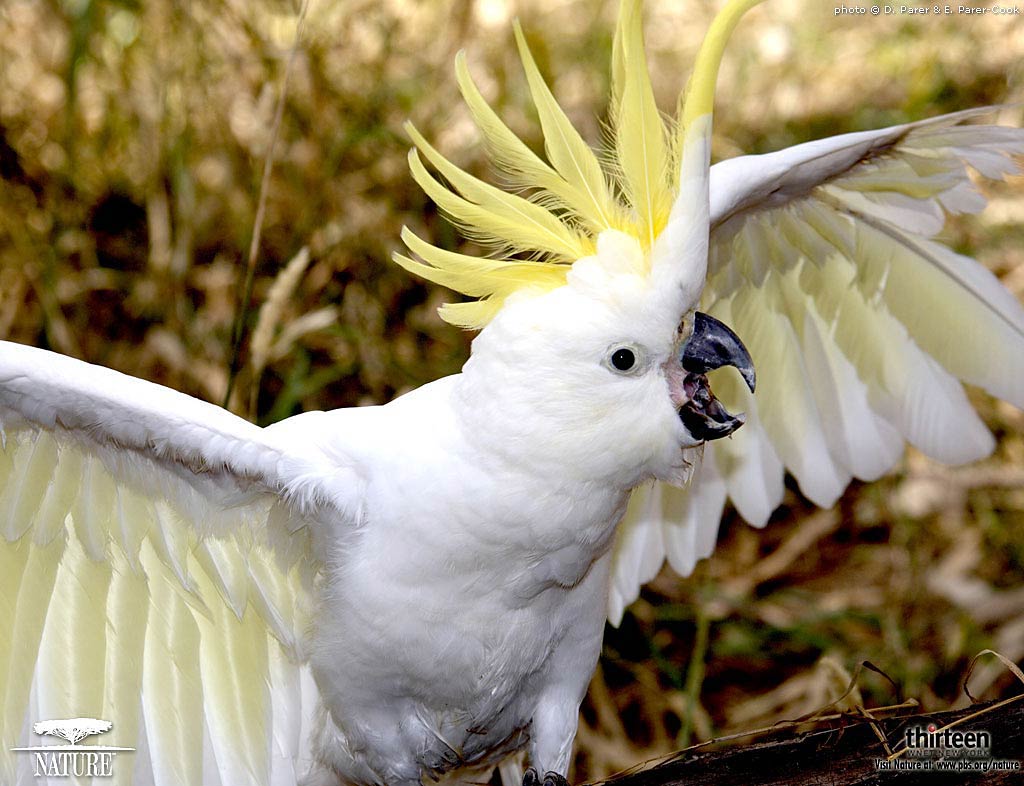 free Cockatoo wallpaper wallpapers download