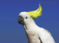 Cockatoo wallpaper