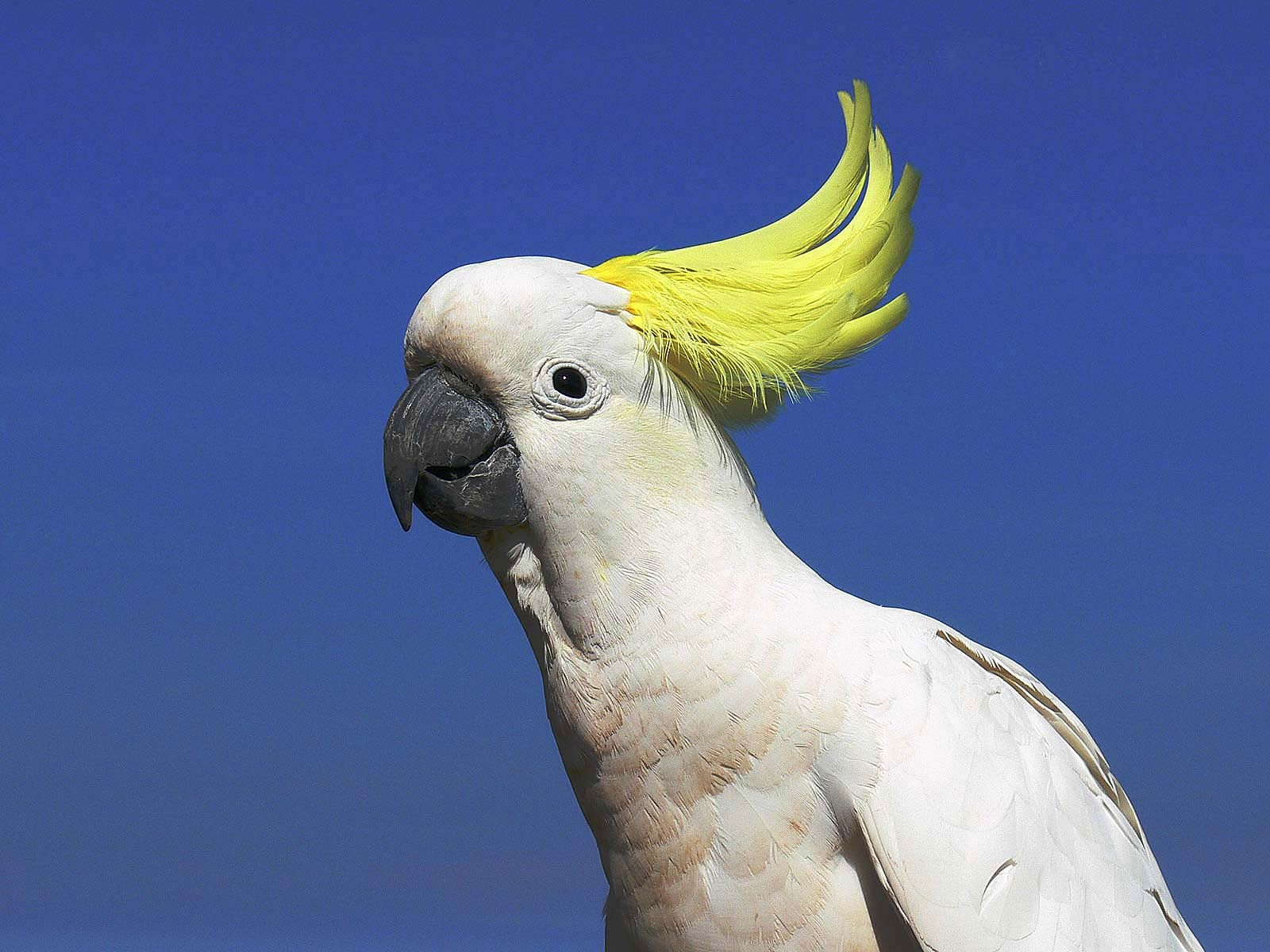 free Cockatoo wallpaper wallpapers download