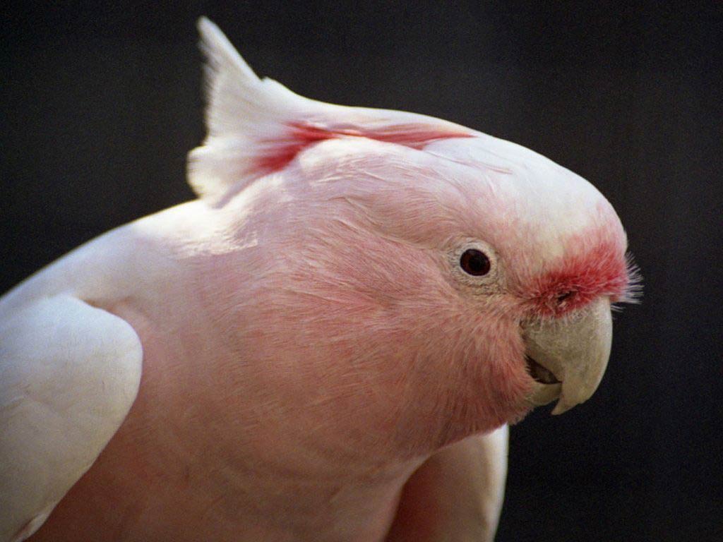 free Cockatoo wallpaper wallpapers download