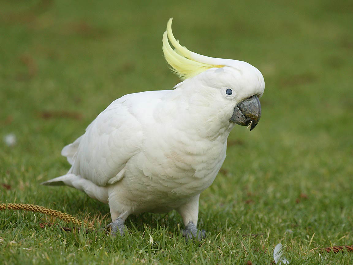 free Cockatoo wallpaper wallpapers and background