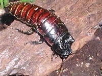 Cockroach image