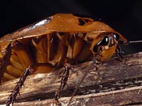 Cockroach image