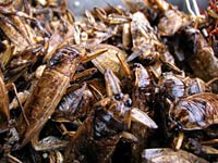 Cockroach image
